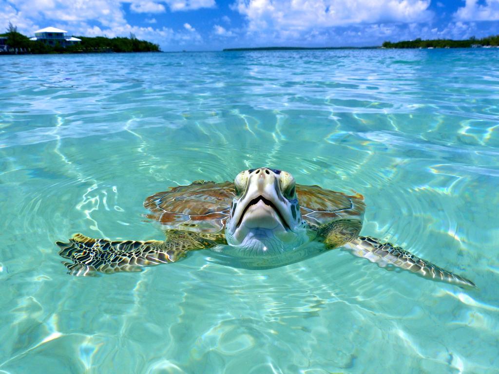 Bluff House Beach Resort & Marina Green Turtle Cay Dış mekan fotoğraf
